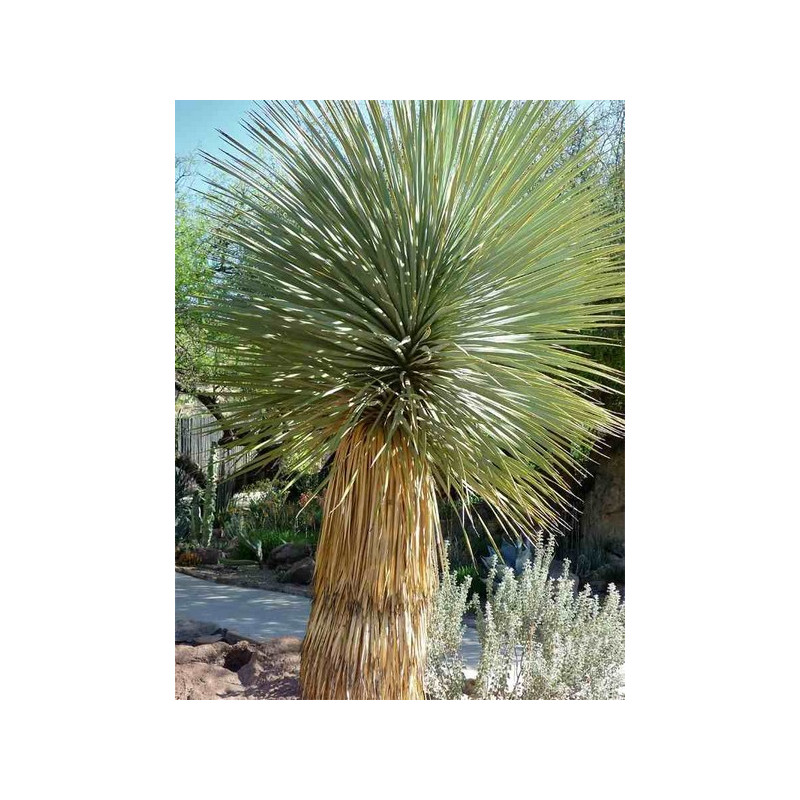 Juka Thompsona (Yucca thompsoniana) nasiona