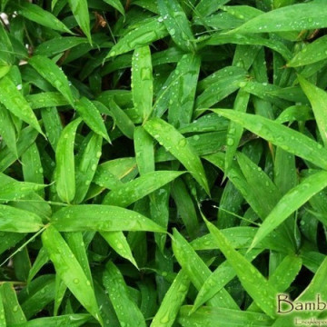 Zestaw 10 bambusów okrywowych: Sasaella gałęzista (Sasaella ramosa / Pleioblastus vagans) 2 l