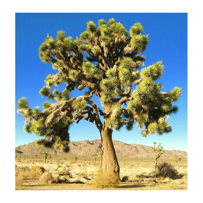 Drzewo Jozuego (Yucca brevifolia var. jaegeriana)  nasiona