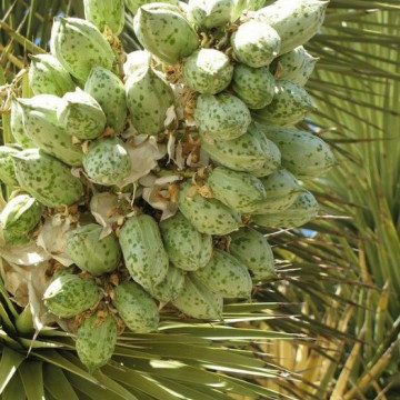 Drzewo Jozuego (Yucca brevifolia var. jaegeriana)  nasiona