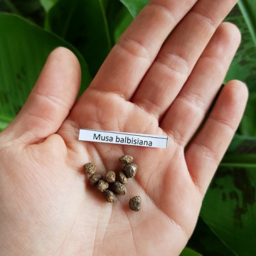 Bananowiec Balbisiana olbrzymi kwiat (Musa balbisiana) nasiona