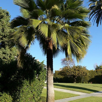 Brahea zielona (Brahea edulis) nasiona palmy 
