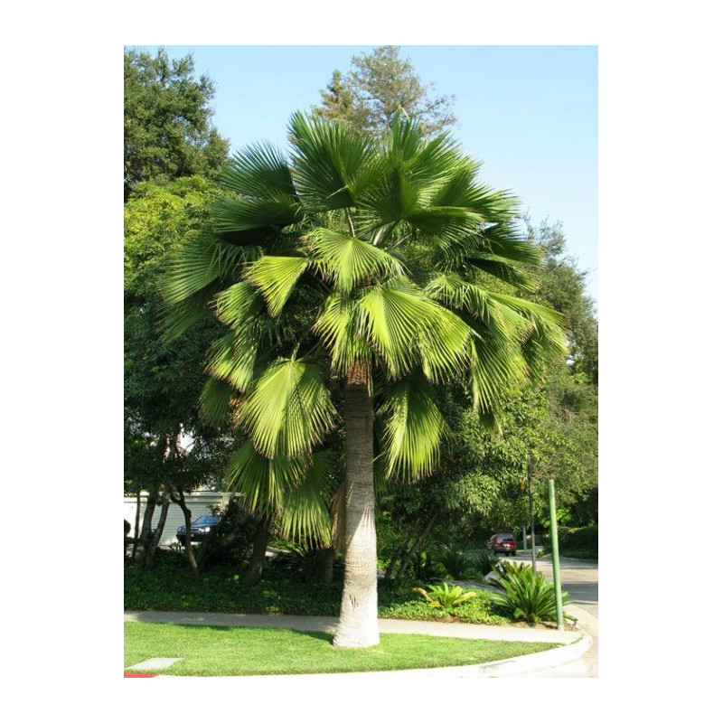 Brahea zielona (Brahea edulis) nasiona palmy 