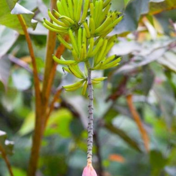 Dziki banan Hutan (Musa lawitiensis)  nasiona