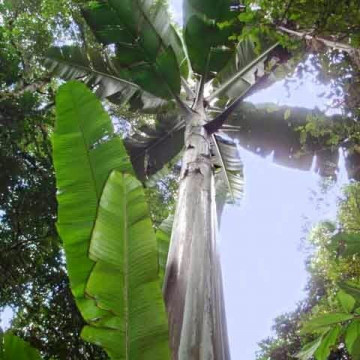Największy banan świata Giant Highland Banana (Musa ingens)  nasiono