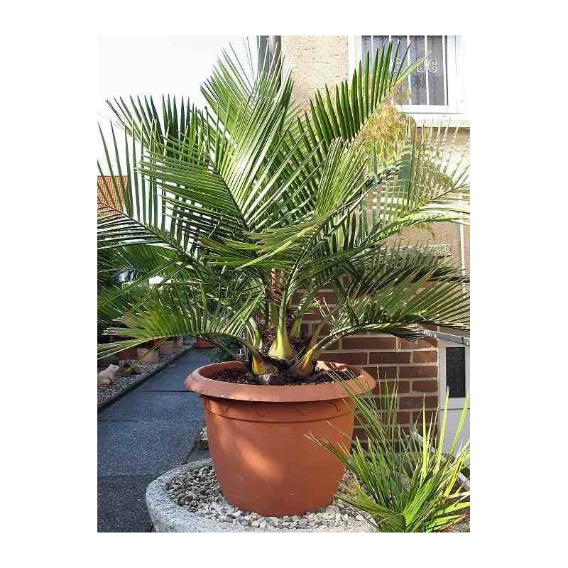 Chilijska palma miodowa (Jubaea chilensis)  nasiono