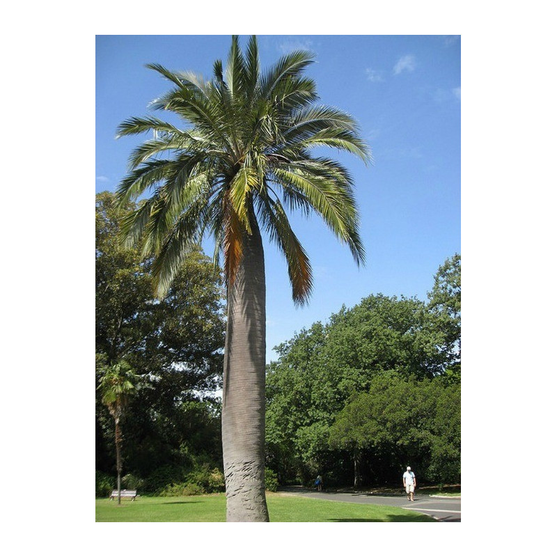Chilijska palma miodowa (Jubaea chilensis)  nasiono