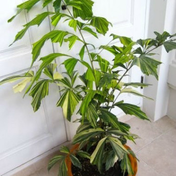 Palma orzechowa kariota (Caryota mitis 'Variegata')  nasiono