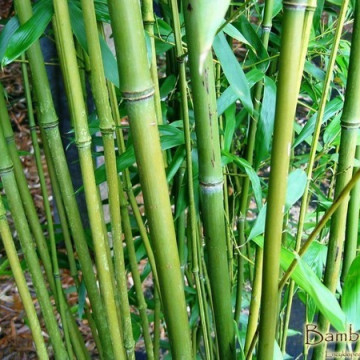 Filostachys Bisseta (Phyllostachys bissetii) - bambus drzewiasty mrozoodorny