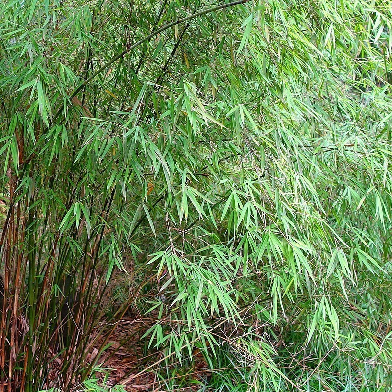 Fargezja wąska (Fargesia angustissima) - zdjęcie poglądowe