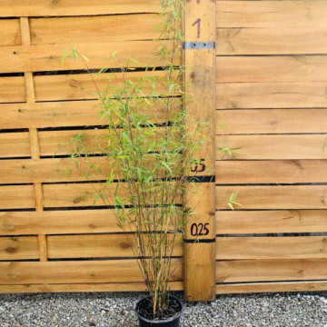 Fargezja wąska (Fargesia angustissima) 2,5 l