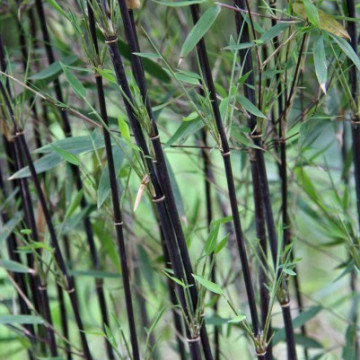 Czerwony bambus - Fargezja jiuzhaigou 'Deep Purple' - zdjęcie poglądowe