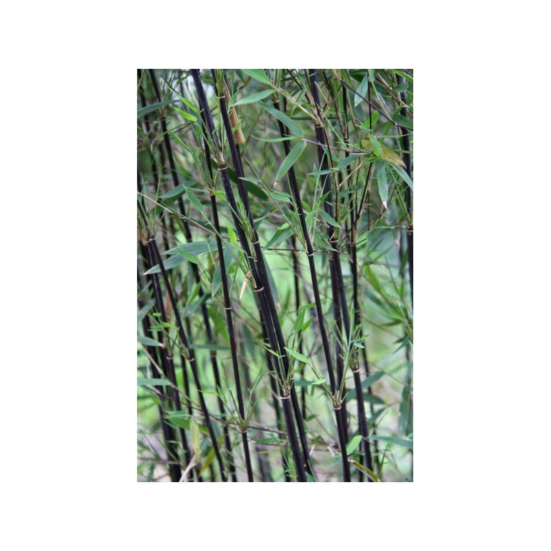 Czerwony bambus - Fargezja jiuzhaigou 'Deep Purple' - zdjęcie poglądowe