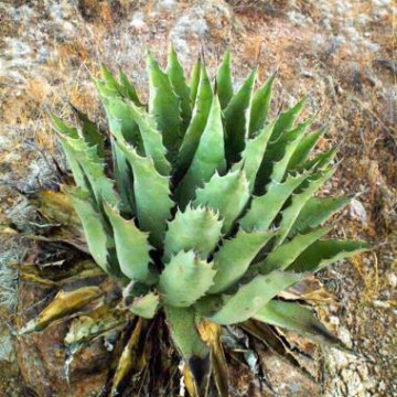 Agawa z Durango (Agave durangensis) 3 nasiona