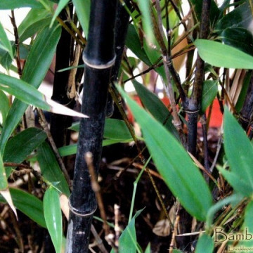 Czarny bambus ogrodowy (Phyllostachys nigra) - zdjęcie poglądowe - bambus mrozoodporny drzewiasty