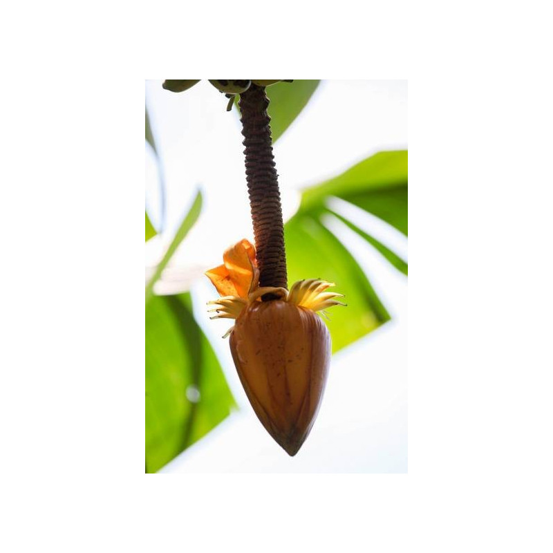 Banan (Musa borneensis var. flavida) 3 nasiona