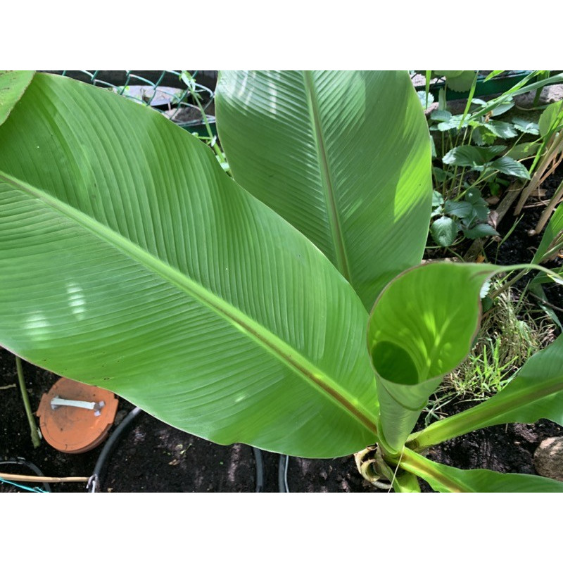 Banan abisyński (Ensete ventricosum 'Large Seed') 3 nasiona