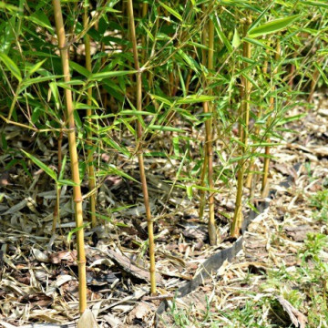 Bariera korzeniowa dla bambusów szerokość 64 cm 
