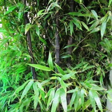 Czarny bambus ogrodowy (Phyllostachys nigra) - zdjęcie poglądowe