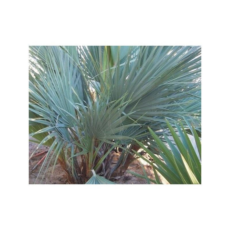Palma pakistańska (Nannorrhops ritchieana) nasiona
