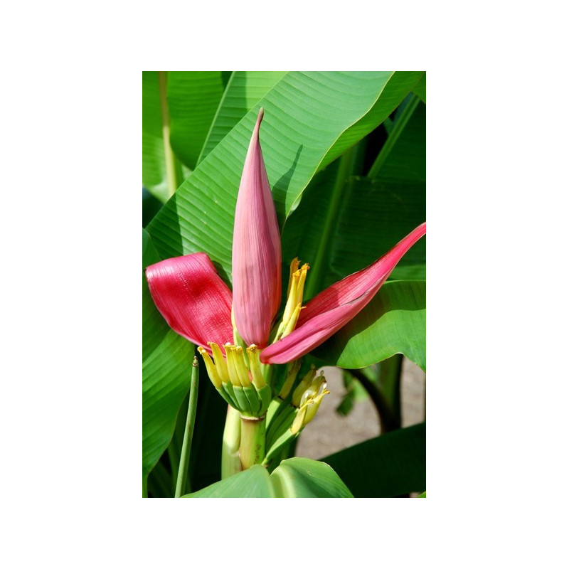 Różowy banan królewski (Musa ornata Pink) nasiona