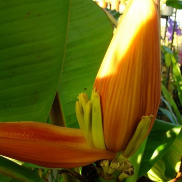 Pomarańczowy banan królewski (Musa ornata Ornata) nasiona