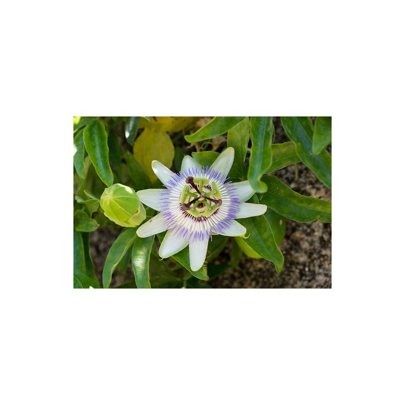 Męczennica, passiflora (Passiflora edulis var. edulis) 3 nasiona