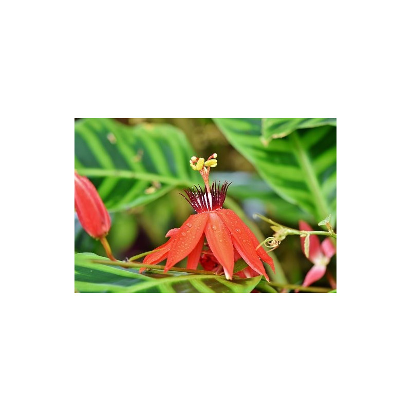 Czerwona passiflora (Passiflora manicata) 3 nasiona