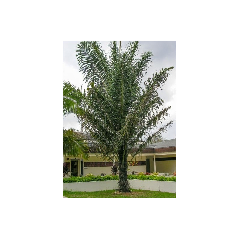 Palma cukrowa (Arenga pinnata) 3 nasiona