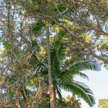 Palma królewska 'Illawarra' (Archontophoenix cunninghamiana) 3 nasiona