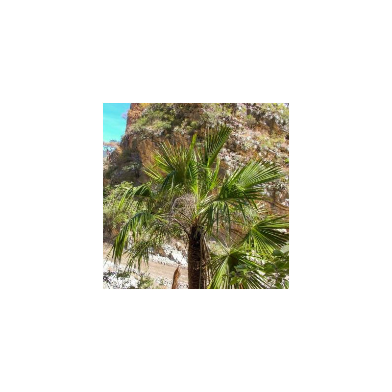 Palma skalna - Brahea zwyczajna (Brahea dulcis) 3 nasiona