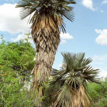 Niebieska palma igłowa (Trithrinax campestris) 1 nasiono