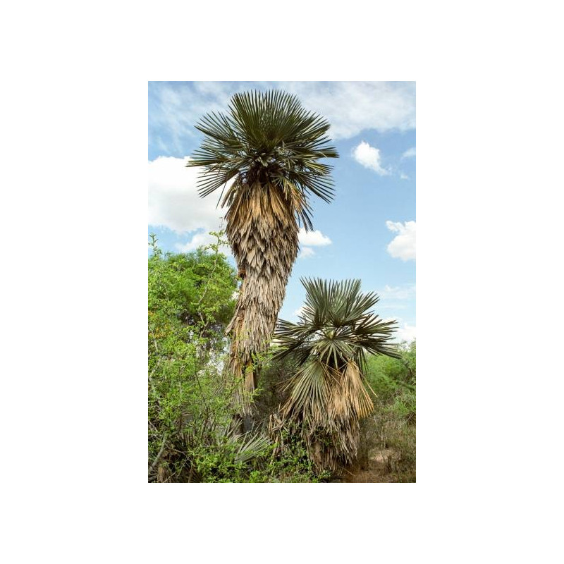 Niebieska palma igłowa (Trithrinax campestris) 1 nasiono