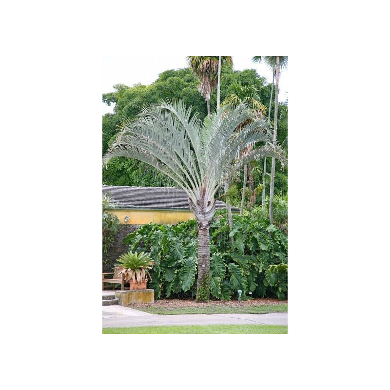 Palma trójkątna (Dypsis decaryi) 3 nasiona