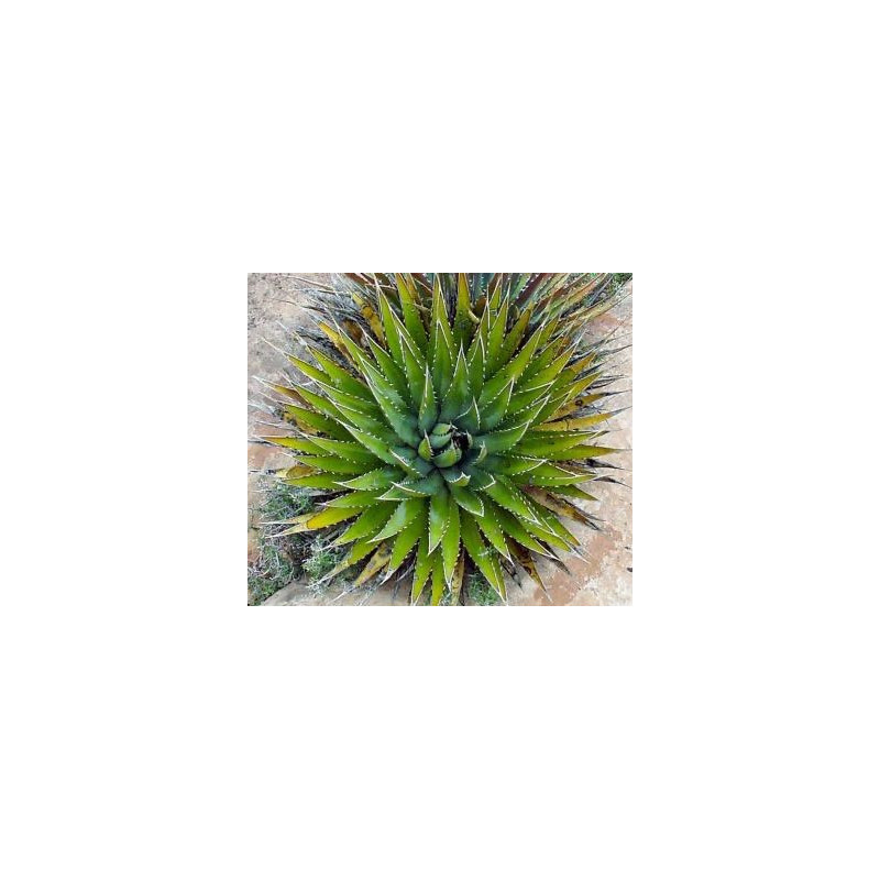 Agawa z Utah (Agave utahensis subsp. kaibabensis) 3 nasiona