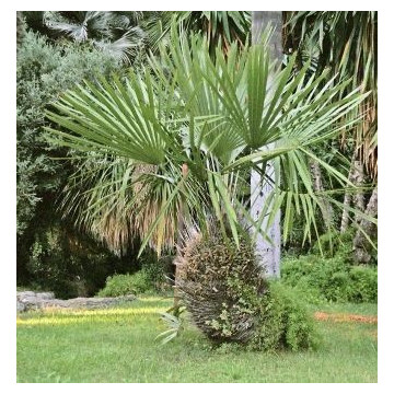 Palma igłowa (Rhapidophyllum hystrix) 3 nasiona
