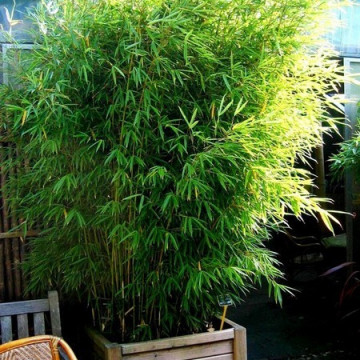 Zestaw 10 bambusów: Fargezja olbrzymia 'Campbell' (Fargesia robusta) 2,5l