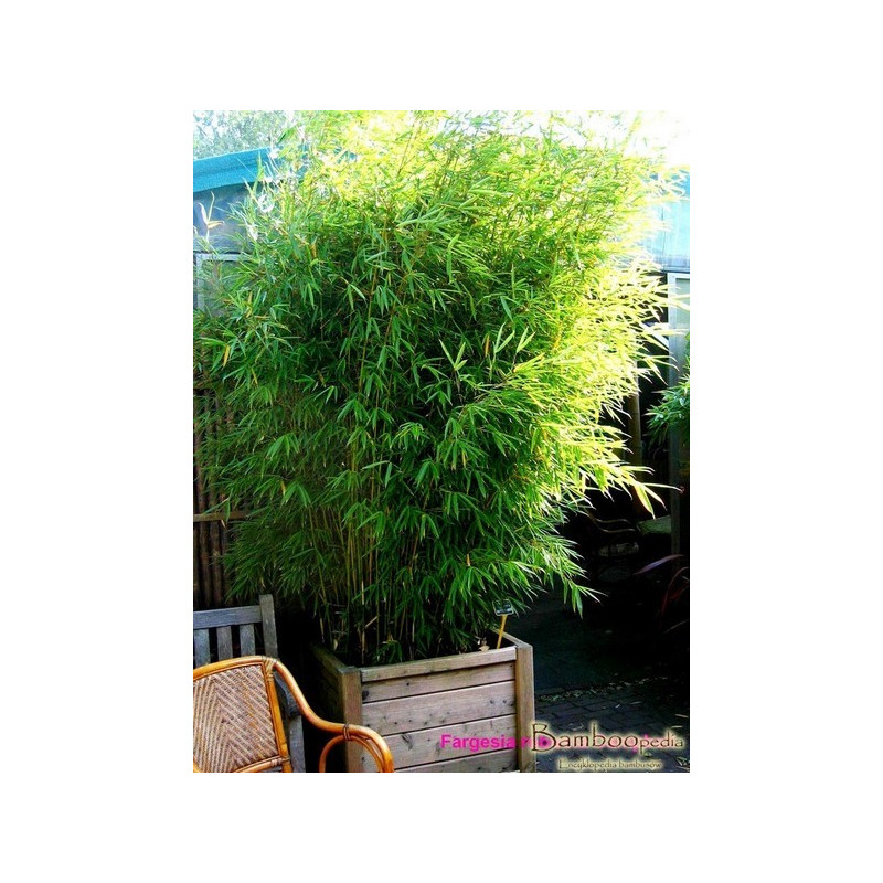 Zestaw 10 bambusów: Fargezja olbrzymia 'Campbell' (Fargesia robusta) 2,5l