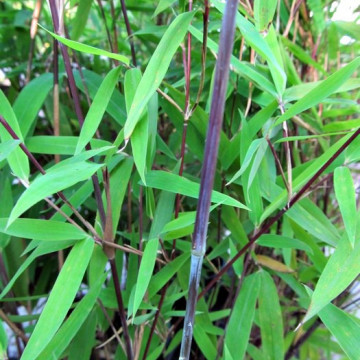 Zestaw 10 bambusów: Fargezja lśniąca 'Black Pearl' (Fargesia nitida) 2,5L