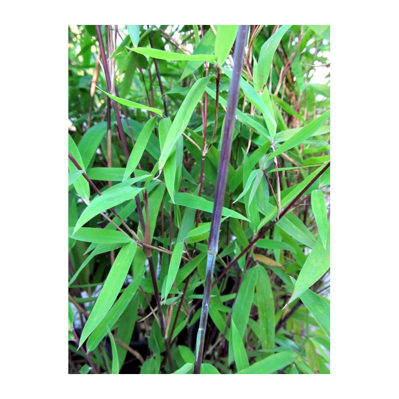 Zestaw 10 bambusów: Fargezja lśniąca 'Black Pearl' (Fargesia nitida) 2,5L