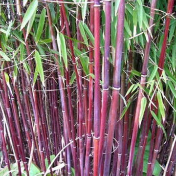 Zestaw 10 bambusów: Czerwony bambus - Fargezja ‚Jiuzhaigou 1’ 2,5l