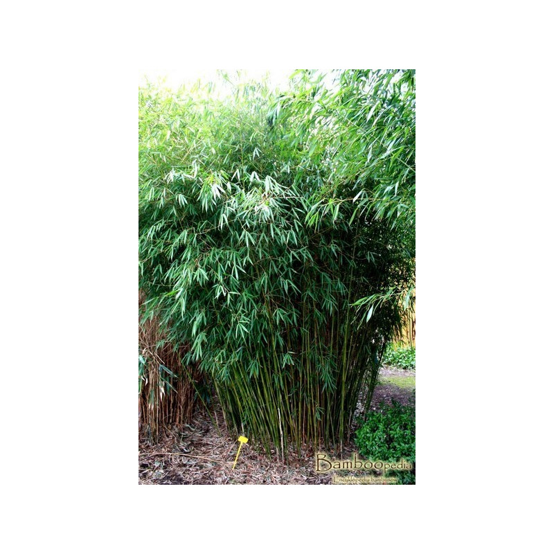 Zestaw 3 bambusów: Fargezja olbrzymia 'Pingwu' (Fargesia robusta) 5 l