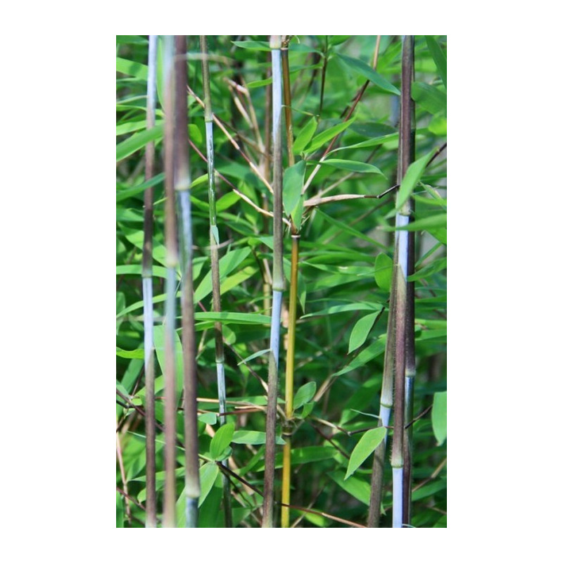 Zestaw 3 bambusów: Fargezja lśniąca 'Winterjoy' (Fargesia lśniąca) 5l