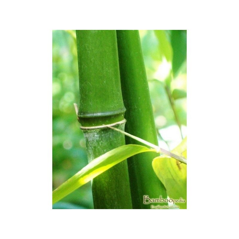 Zestaw 3 bambusów: filostachys Bisseta (Phyllostachys bissetii) 5 l