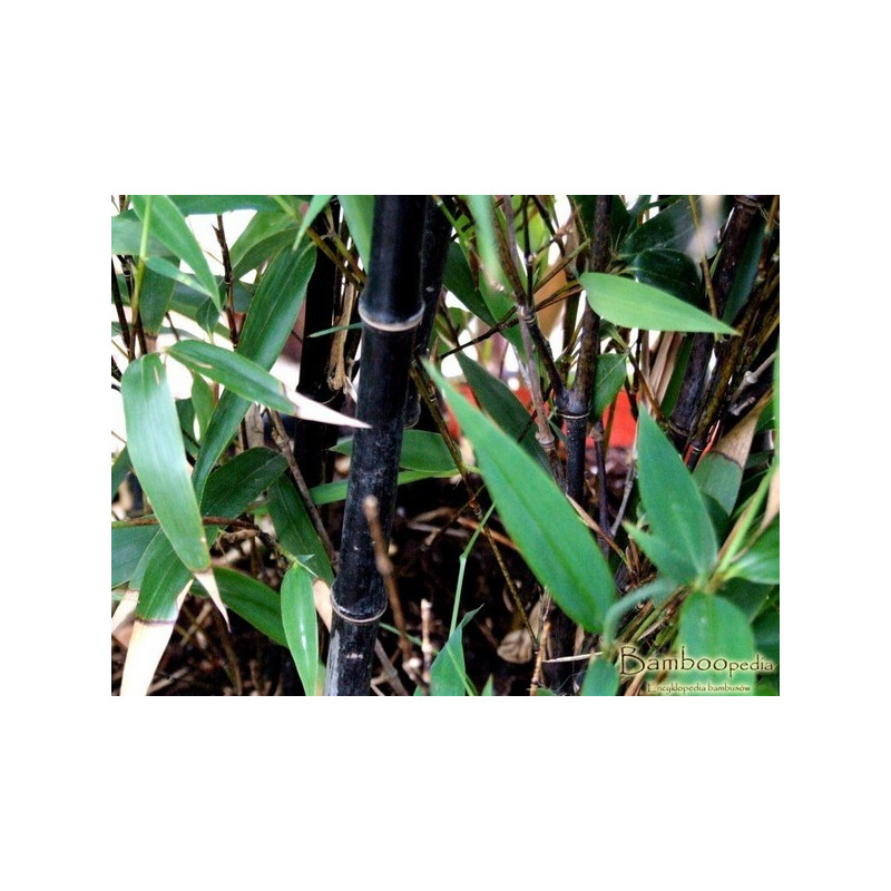 Zestaw 3 bambusów: Filostachys czarny (Phyllostachys nigra) 5l