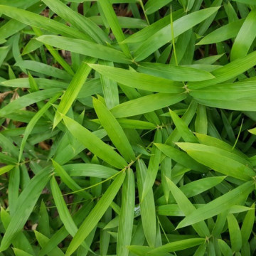 Zestaw 20 bambusów: Plejoblast niski (Pleioblastus pumilus) P9