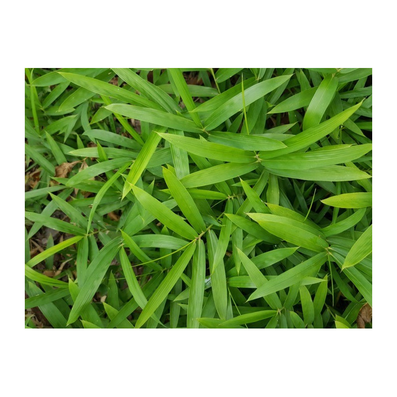 Zestaw 20 bambusów: Plejoblast niski (Pleioblastus pumilus) P9