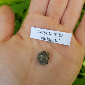 Palma orzechowa kariota (Caryota mitis 'Variegata')  nasiono
