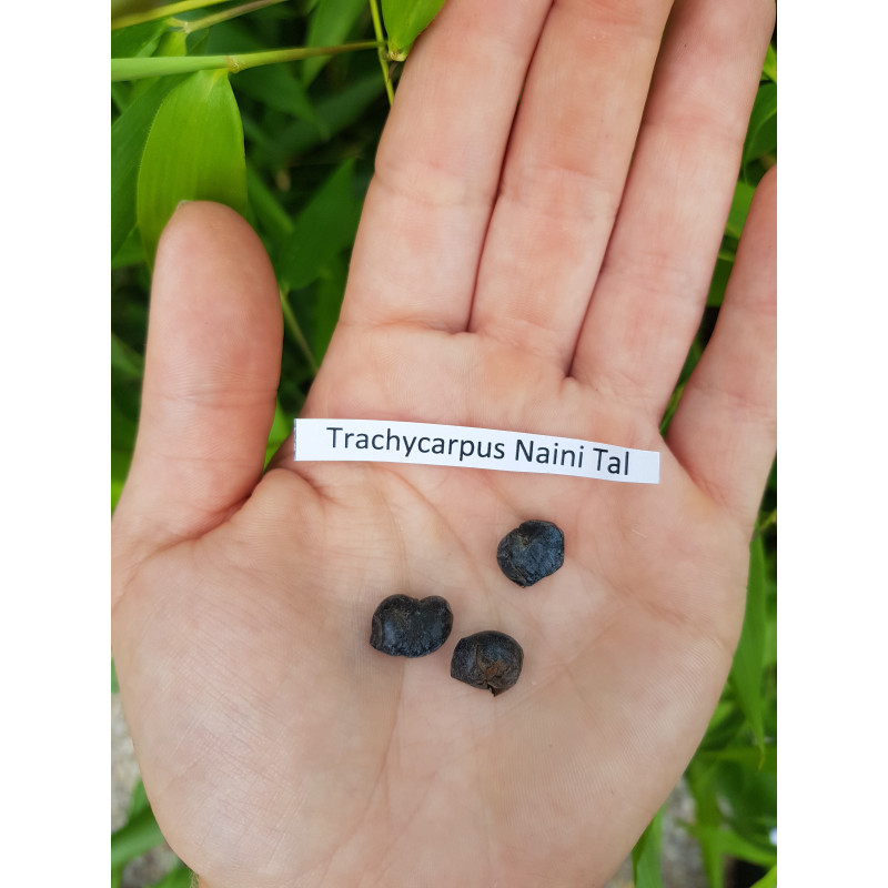Szorstkowiec z Nainital (Trachycarpus Nainital) nasiona