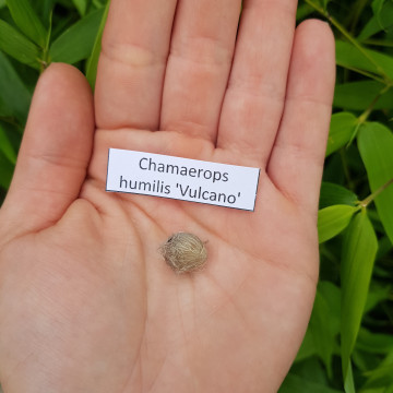 Karłatka 'Vulcano' (Chamaerops humilis 'Vulcano') 1 nasiono